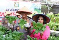Kapolda Kalimantan Tengah Irjen Pol Iwan Kurniawan bersama Ketua Bhayangkari Kalteng Ny. Maya Iwan Kurniawan panen sayuran di lahan Pekarangan Pangan Lestari (P2L), Mapolda setempat, Selasa (26/8) (Humas Polri)