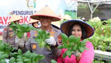 Kapolda Kalimantan Tengah Irjen Pol Iwan Kurniawan bersama Ketua Bhayangkari Kalteng Ny. Maya Iwan Kurniawan panen sayuran di lahan Pekarangan Pangan Lestari (P2L), Mapolda setempat, Selasa (26/8) (Humas Polri)