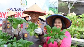 Kapolda Kalimantan Tengah Irjen Pol Iwan Kurniawan bersama Ketua Bhayangkari Kalteng Ny. Maya Iwan Kurniawan panen sayuran di lahan Pekarangan Pangan Lestari (P2L), Mapolda setempat, Selasa (26/8) (Humas Polri)