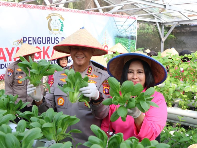 Kapolda Kalimantan Tengah Irjen Pol Iwan Kurniawan bersama Ketua Bhayangkari Kalteng Ny. Maya Iwan Kurniawan panen sayuran di lahan Pekarangan Pangan Lestari (P2L), Mapolda setempat, Selasa (26/8) (Humas Polri)