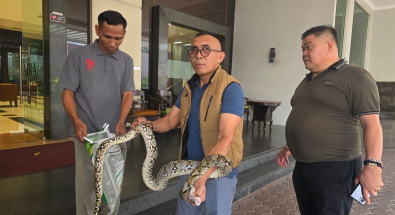 foto slider headline